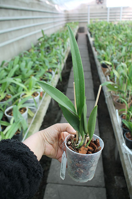 Brassocattleya Jairak Canary x Encyclia randii.jpg