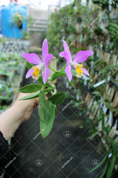 Laeliocattleya Tiny Treasure.jpg