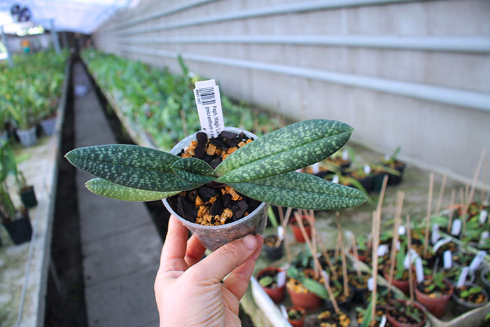 Paphiopedilum Magic Lantern (micranthum x delenatii).jpg