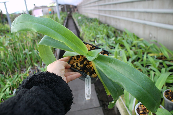Paphiopedilum In-Charm Lady.jpg
