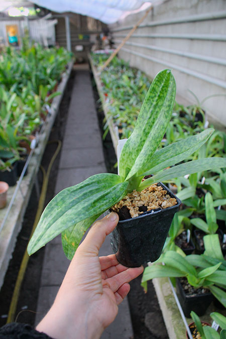 Paphiopedilum rothschildianum x Red Shift.jpg