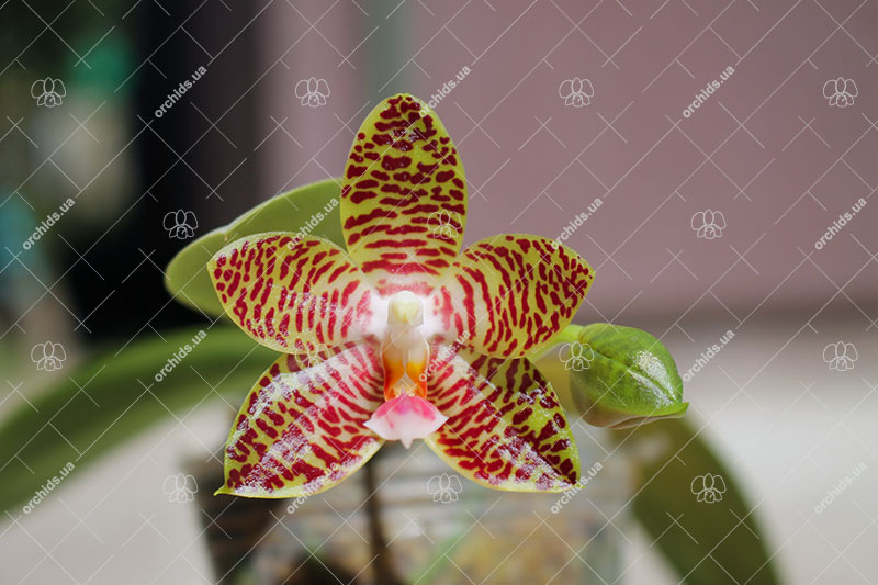 Phalaenopsis gigantea x Yaphon Sir.jpg