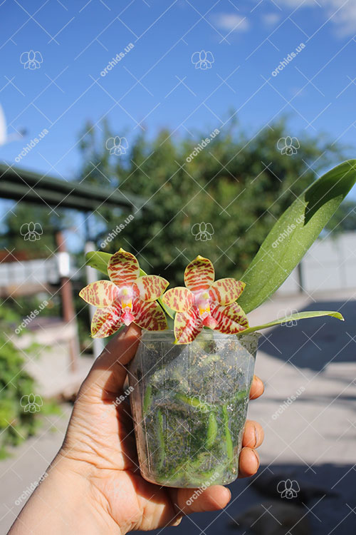 Phalaenopsis Yaphon Nicegirl x Zheng Min Tyrannosaurus.jpg