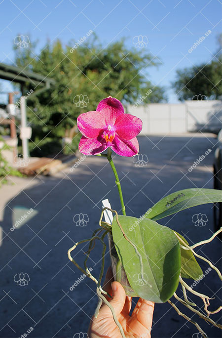 Phalaenopsis Mituo Sun 'Mituo #1' x Ld's Bear King 'RK-1'.jpg