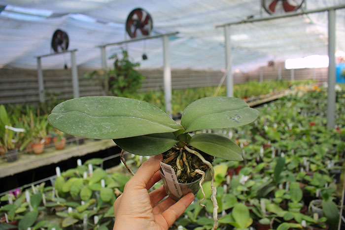 Phalaenopsis Mituo Diamond 'Big Spots'.jpg