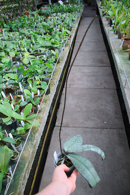 Phalaenopsis celebensis.jpg