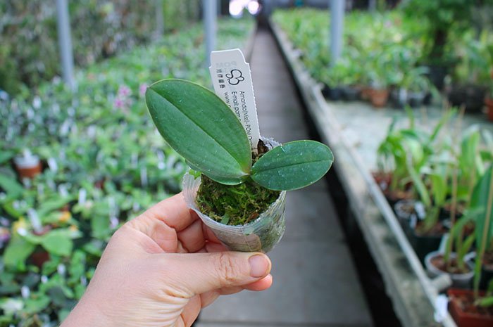 Doritaenopsis I-Hsin Spot Leopard 'peloric'.jpg