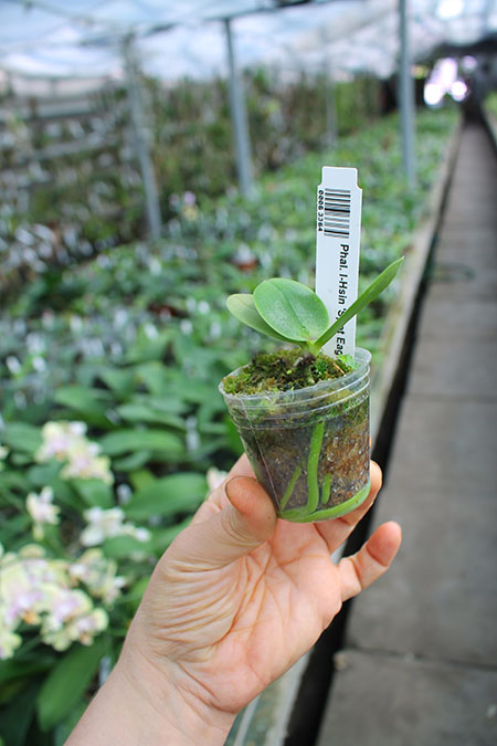 Phalaenopsis I-Hsin 'Spot Eagle'.jpg