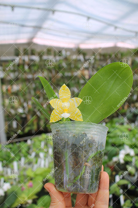 Phalaenopsis Lyndon Gold Ring (clone).jpg