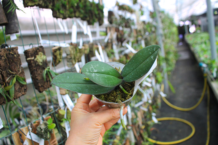 Phalaenopsis stuartiana yellow x sib.jpg