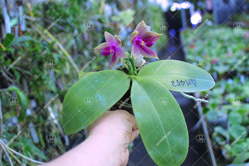 Phalaenopsis (Yin's Bellina Kaiulani x Ld's Bear Queen ) x Dragon Tree Eagle 'Red Eagle'.jpg