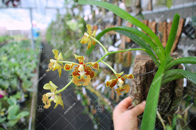 Vanda roeblingiana.jpg