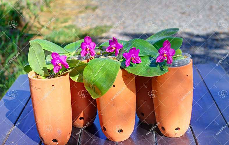 Phalaenopsis Mituo Prima 'Mituo#10'.jpg