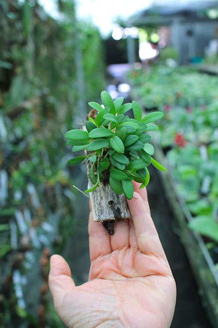 Pleurothallis grobyi.jpg