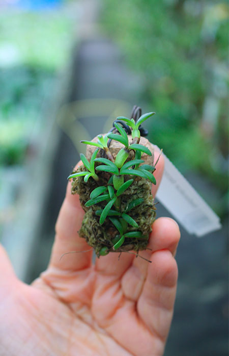 Mediocalcar decoratum.jpg