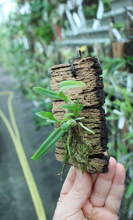 Caularthron bicornutum.jpg