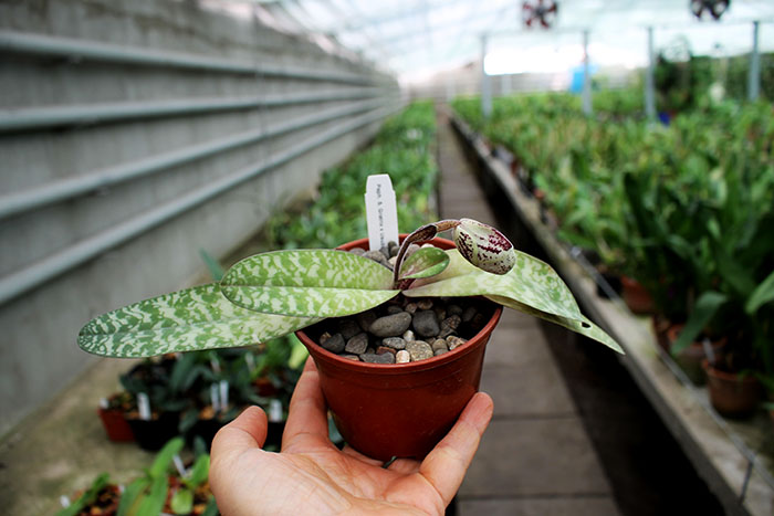 Paphiopedilum St Gratrix x Usuzuki.jpg
