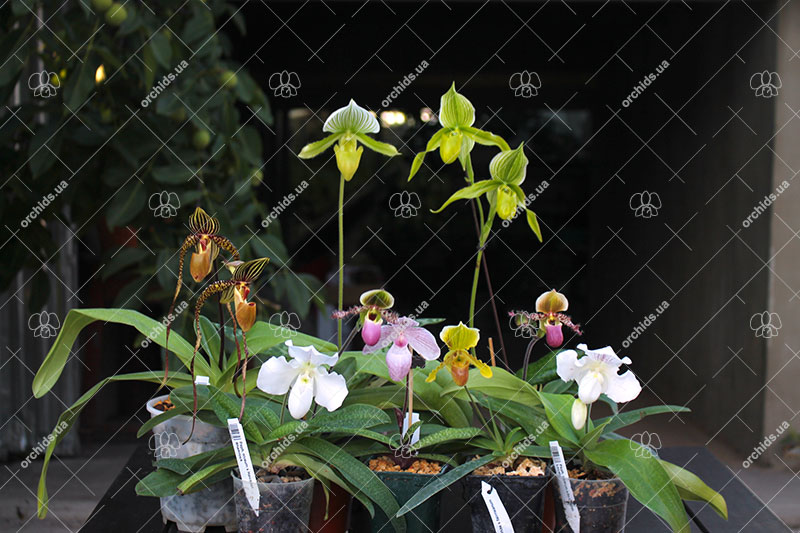 Paphiopedilum.jpg
