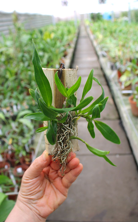 Dendrobium Hibiki.jpg