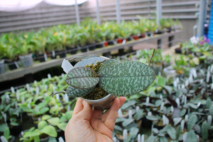 Schilleriana Mainshow.jpg