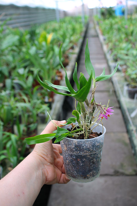 Dendrobium Hibiki (laevifolium x bracteosum).jpg