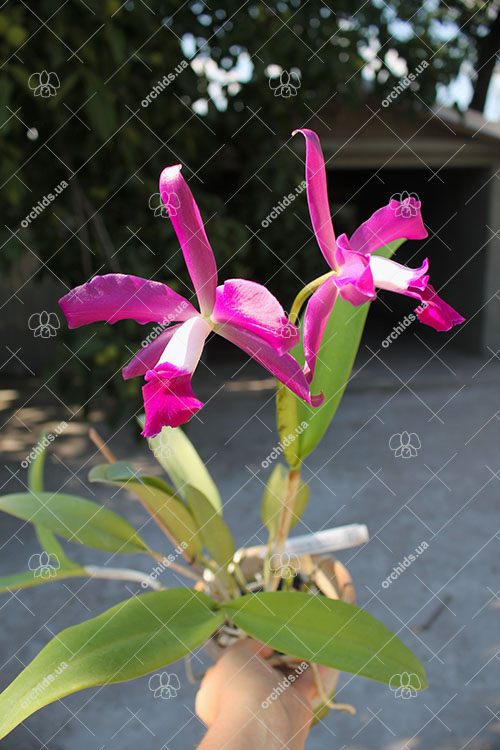 Laelia purpurata rubra flamea 'Osorio' x Cattleya leopoldii 'Marrom Glace'.jpg