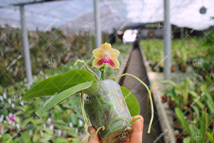 Phalaenopsis javanica x Ld's Bear Queen.jpg