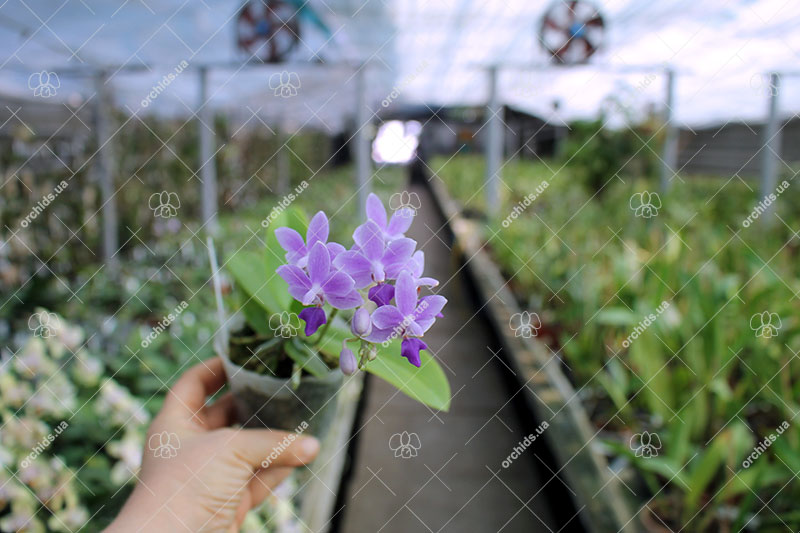 Phalaenopsis KS Martin Tris.jpg