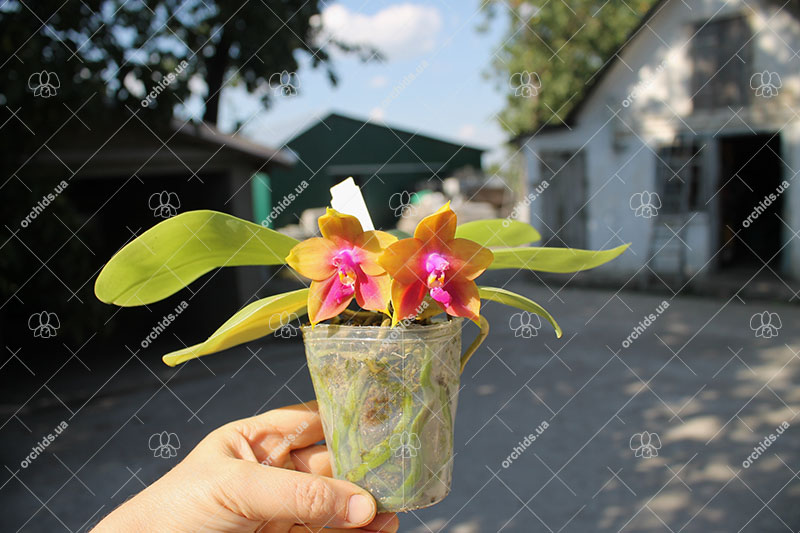 Phalaenopsis (Yin's Bellina Kaiulani x Ld's Bear Queen ) x Dragon Tree Eagle 'Red Eagle'.jpg