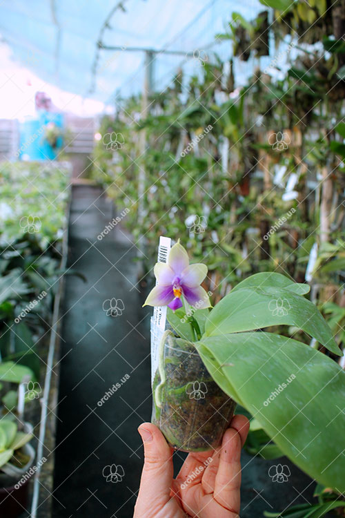 Phalaenopsis Samera Blue 'Mituo#1'.jpg