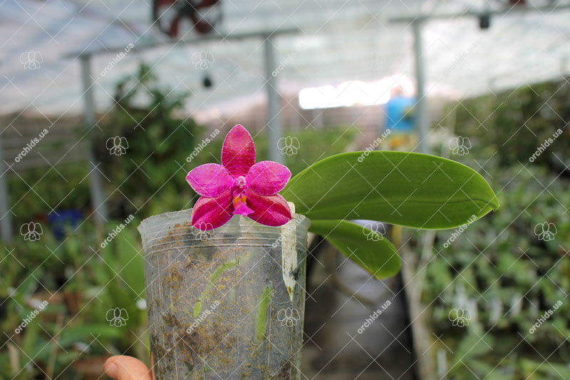 Phalaenopsis George Vasquez.jpg