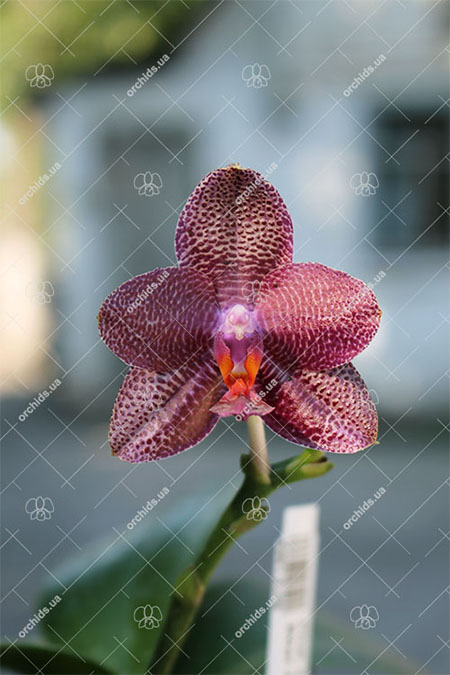 Phalaenopsis Mituo Sun 'Mituo #1' x Ld's Bear King 'YK-10'.jpg