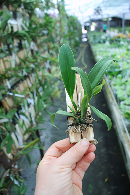 (Sophrocattleya Beaufort x Laeliocattleya Orglade’s Glow) 'Kewpie'.jpg