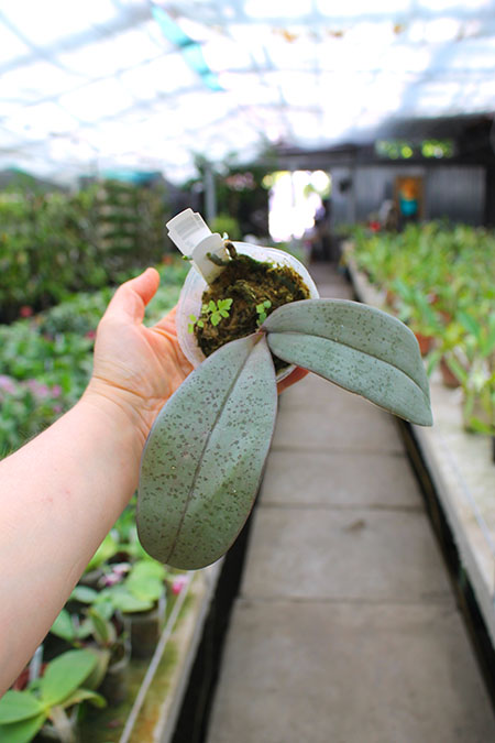 Phalaenopsis gigantea x schilleriana.jpg