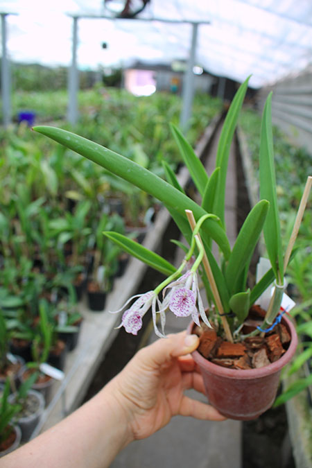 Brassanthe Maikai x Brassocattleya Star Ruby.jpg