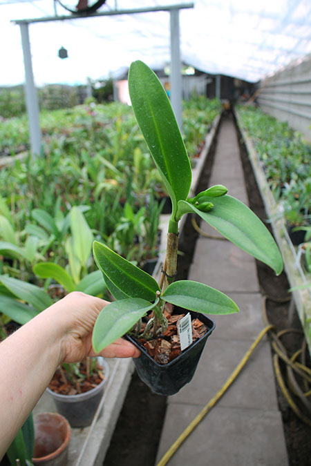 Sophrolaeliocattleya Little Fairy 'Little Fairy'.jpg