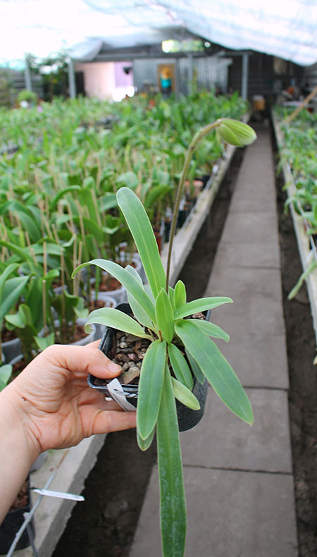 Paphiopedilum helenae x fairrieanum.jpg