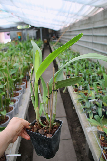 Laeliocattleya Hsinying Pub 'Albo Sanguinea' (purpurata x Batagesi).jpg
