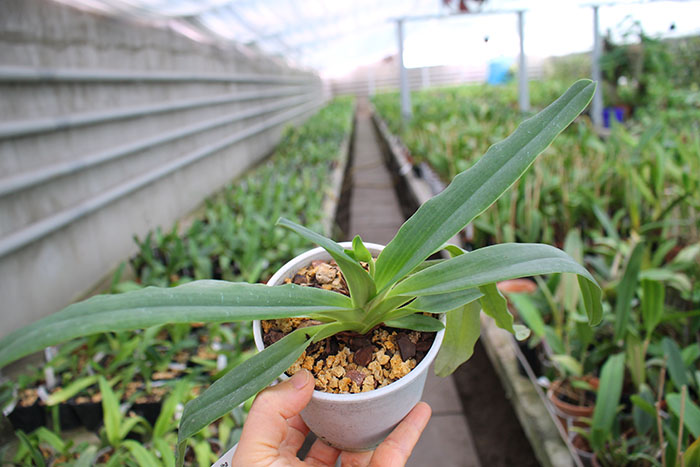 Paphiopedilum primulinum alba.jpg