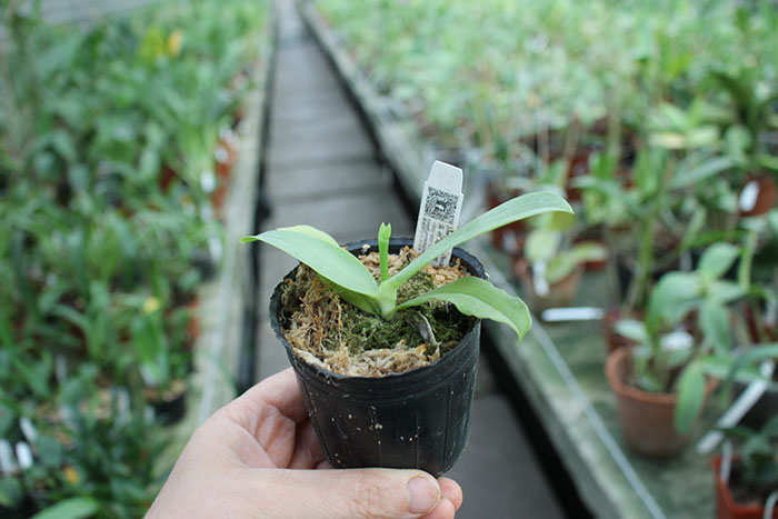 Phalaenopsis violacea indigo x (violacea x Su-An Super Star).jpg