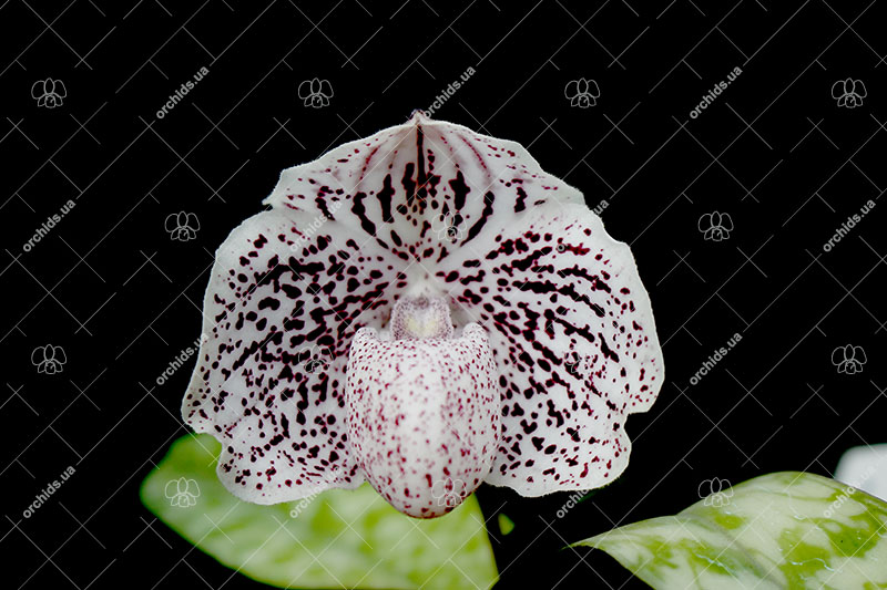 Paphiopedilum St Gratrix x Usuzuki.jpg