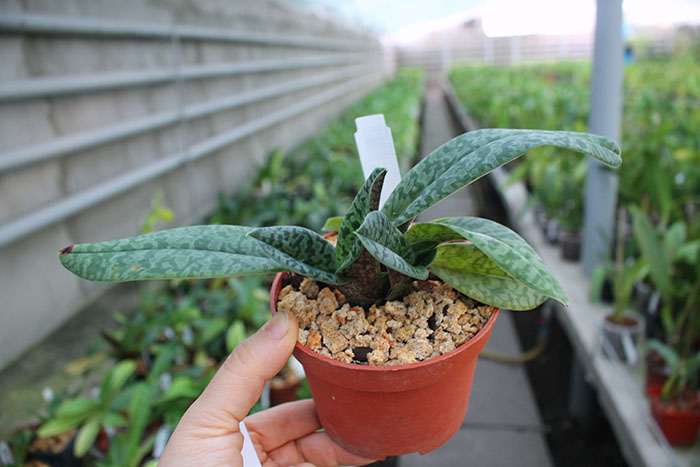 Paphiopedilum venustum x sib.jpg