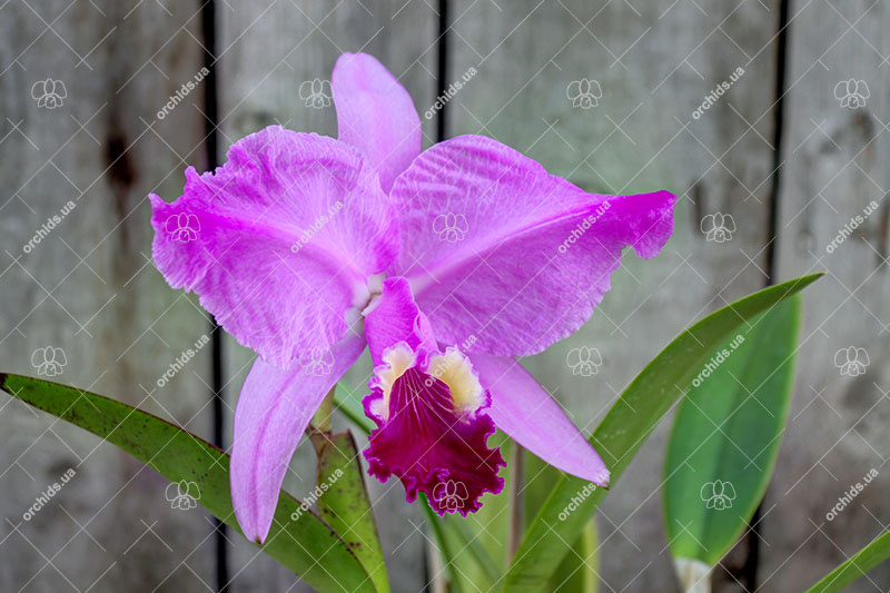 Cattleya lueddemanniana (Morena x OK-2) 'N 1' x lueddemanniana dark lip splash.jpg
