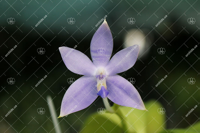 Phalaenopsis (tetraspis 'Su's Bluish' x violacea coerulea).jpg