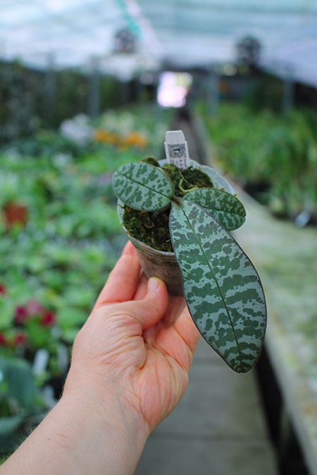 Phalaenopsis (schilleriana x phillipenesis) 'Joseph Wu'.jpg