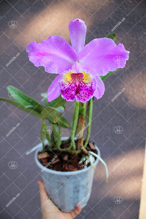 Cattleya lueddemanniana escura x Cattleya lueddemanniana 'America'.jpg