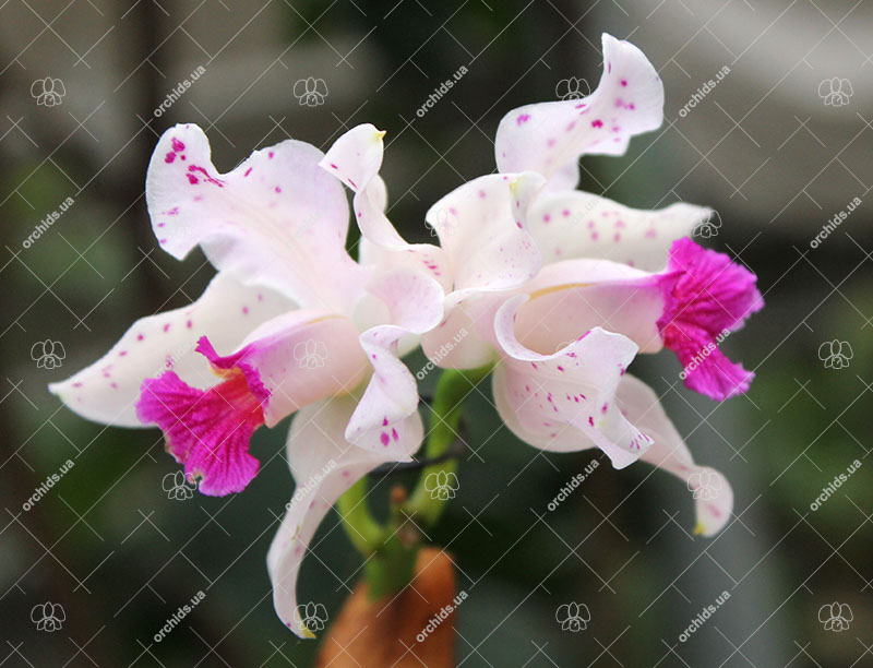 Cattleya amethystoglossa