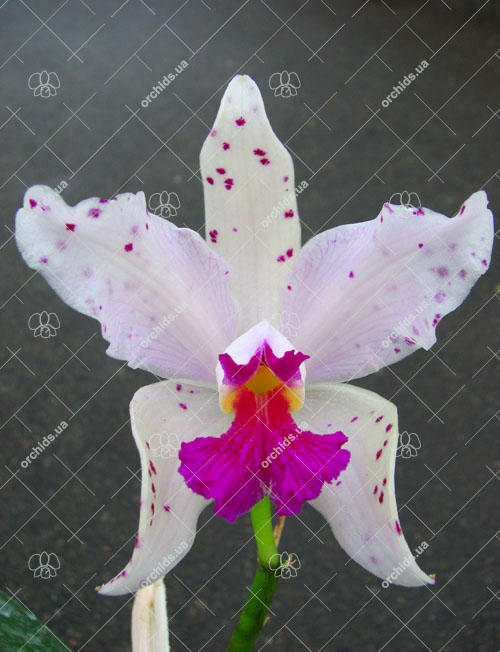 Cattleya amethystoglossa