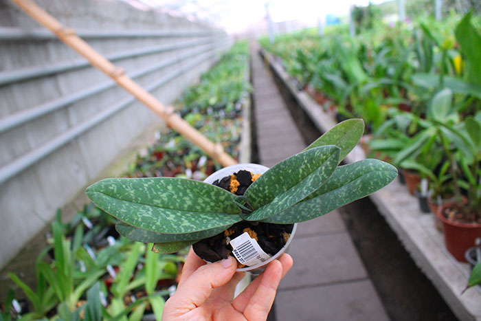 Paphiopedilum bellatulum.jpg