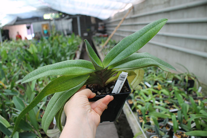 Paphiopedilum delenatii x Lady Isabel.jpg